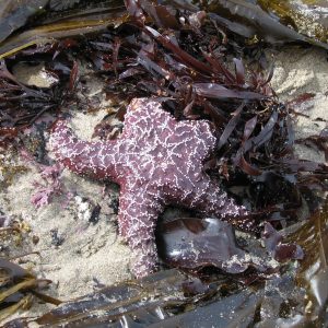 Manzanita-Oregon-Beach-16