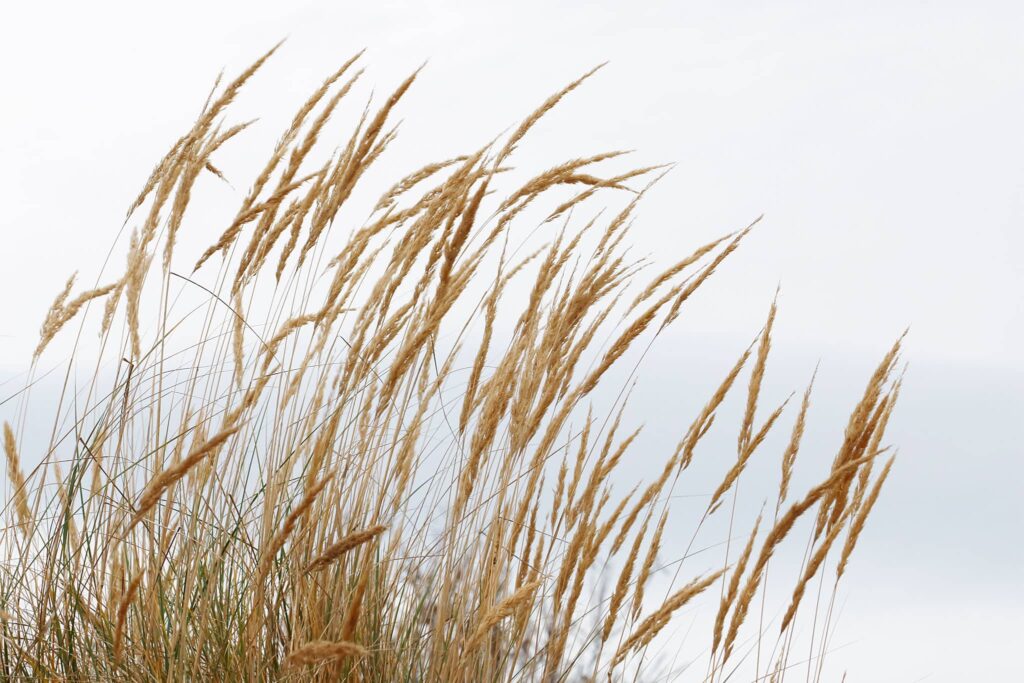 Dune Grass