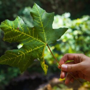 Leaf-in-Hand